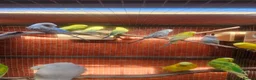 Budgerigars birds for sale: Budgies - Advert 11