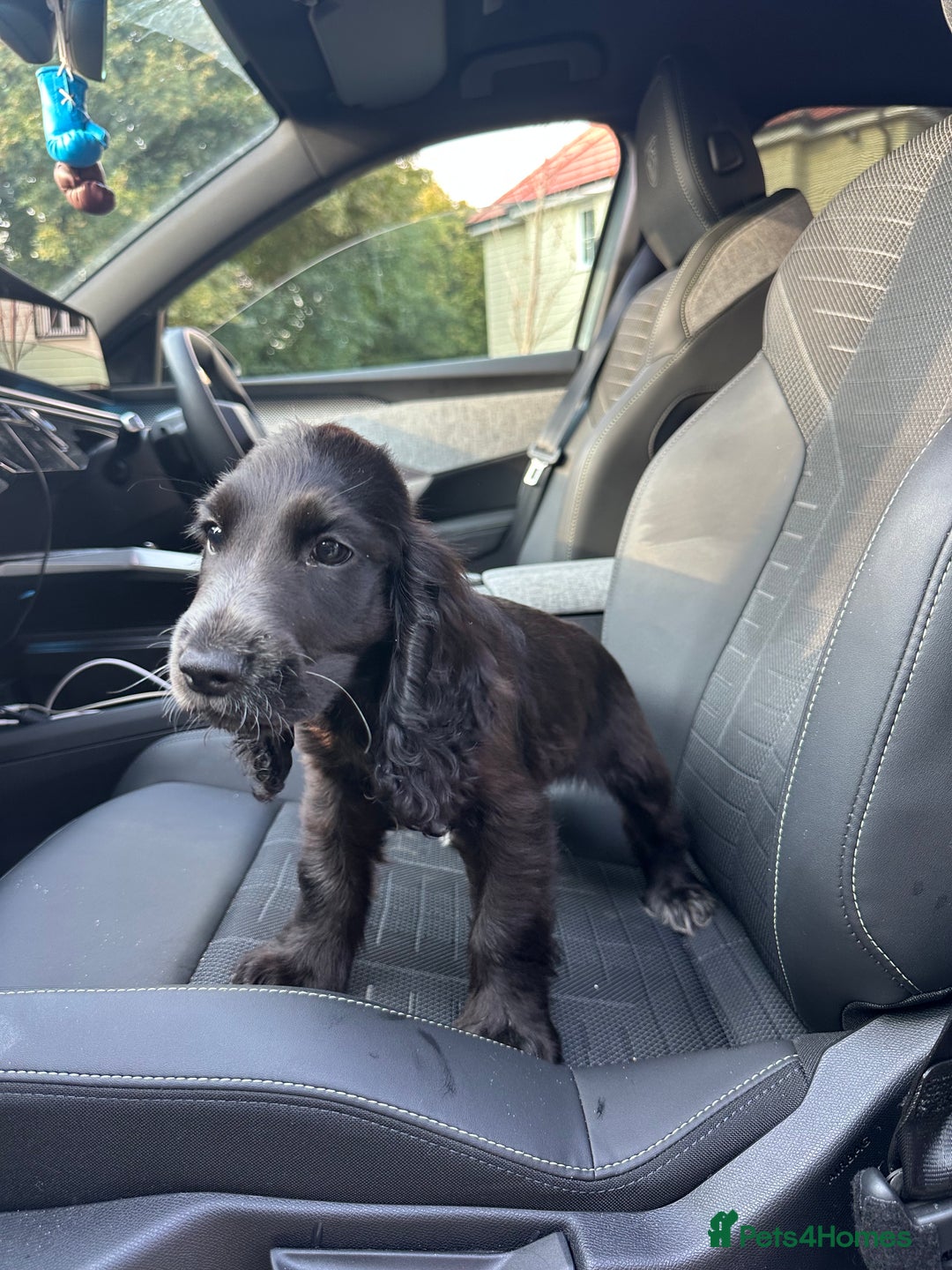 Cocker Spaniel dogs for sale: Beautiful pure black Show cocker spaniel boy puppy - Image 4