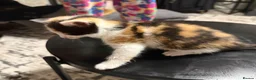 Mixed Breed cats for sale: Kao Mani Mix - Advert 13