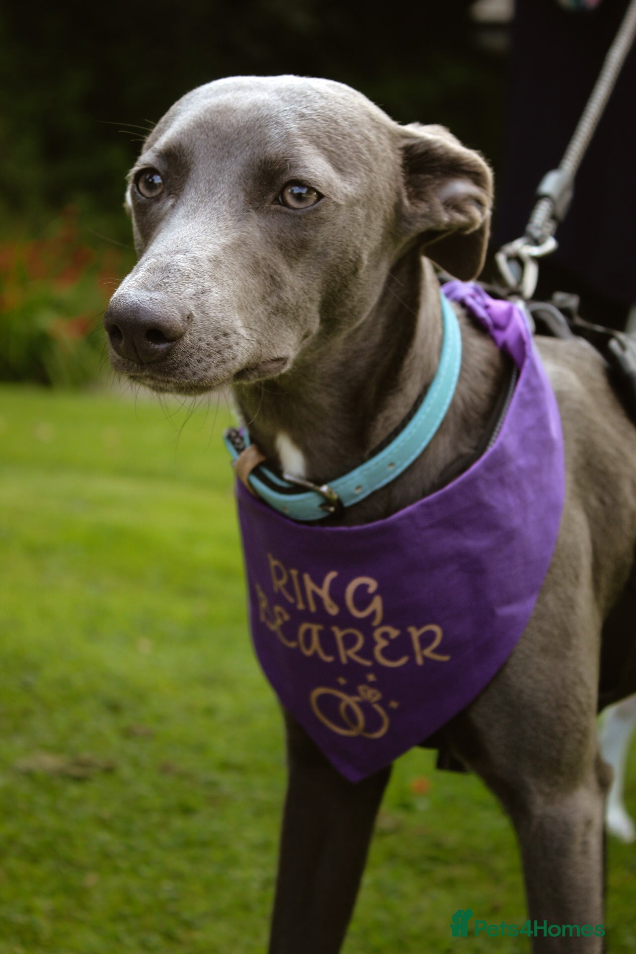 Mixed Breed dogs Kc reg whippet dad and whippet cross staff mum - Advert 1