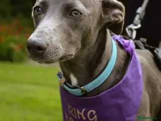 Mixed Breed dogs Kc reg whippet dad and whippet cross staff mum - Advert 1