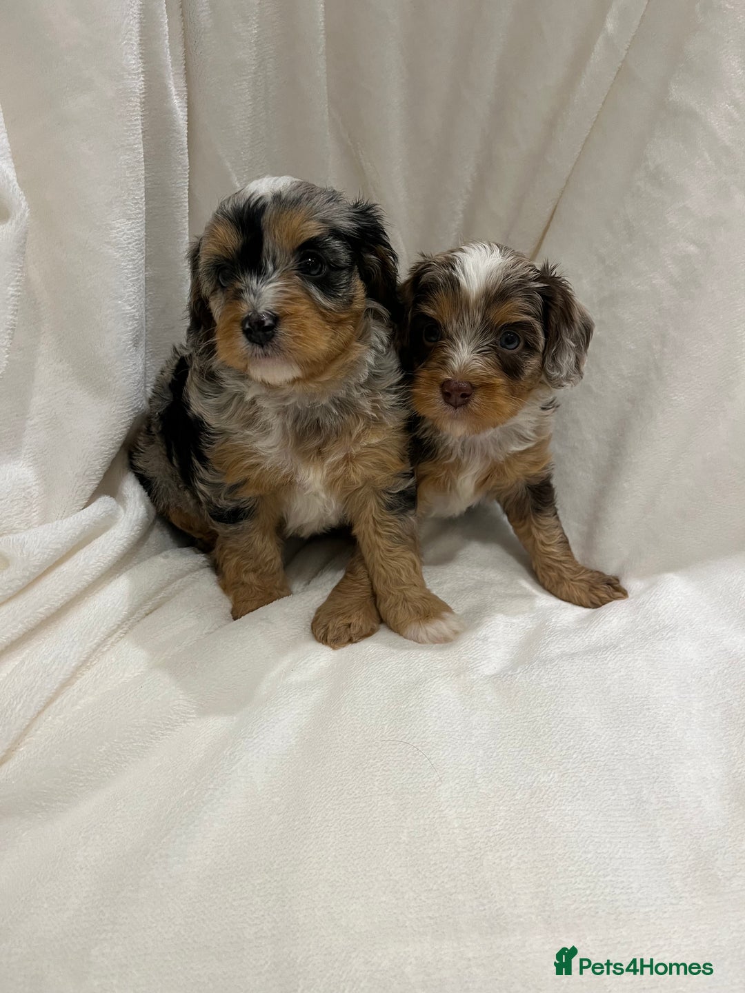 Cavapoo dogs for sale: Rare extensively health tested chocolate cavapoos - Advert 20