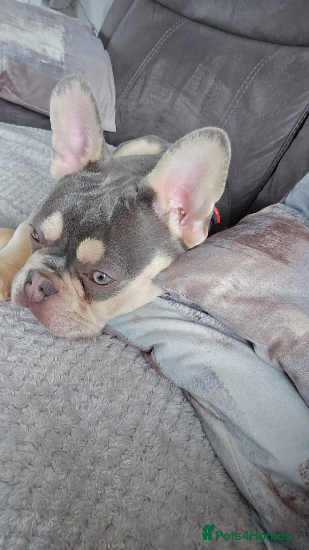 French Bulldog dogs for sale: Ozzy  - Advert 2