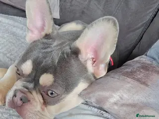 French Bulldog dogs Ozzy - Advert 1