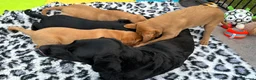 Labrador Retriever dogs for sale: Duel purpose Labrador  - Advert 13