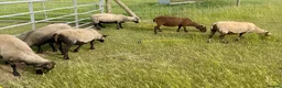 Sheep livestock for sale: Registered Shetland Sheep Ewes in Sheerness - Advert 1