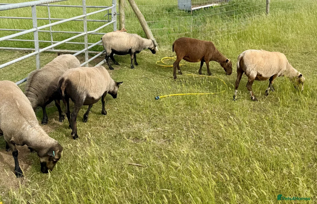 Sheep livestock for sale: Registered Shetland Sheep Ewes in Sheerness - Advert 1