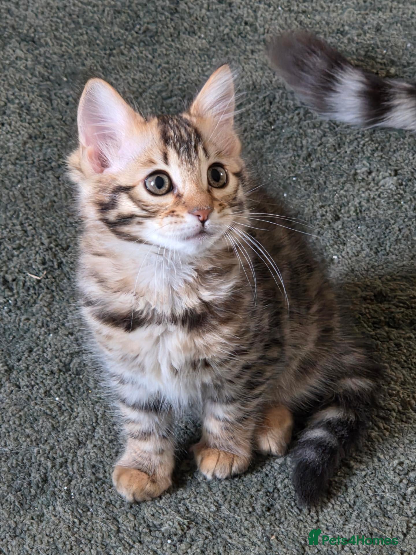 Bengal cats for sale: FULL CASHMERE FEMALE  - Advert 5
