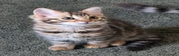 Bengal cats for sale: FULL CASHMERE FEMALE  - Advert 1