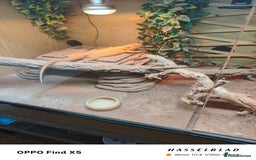 Bearded Dragon reptiles for sale: Male bearded dragon and full set up - Image 7