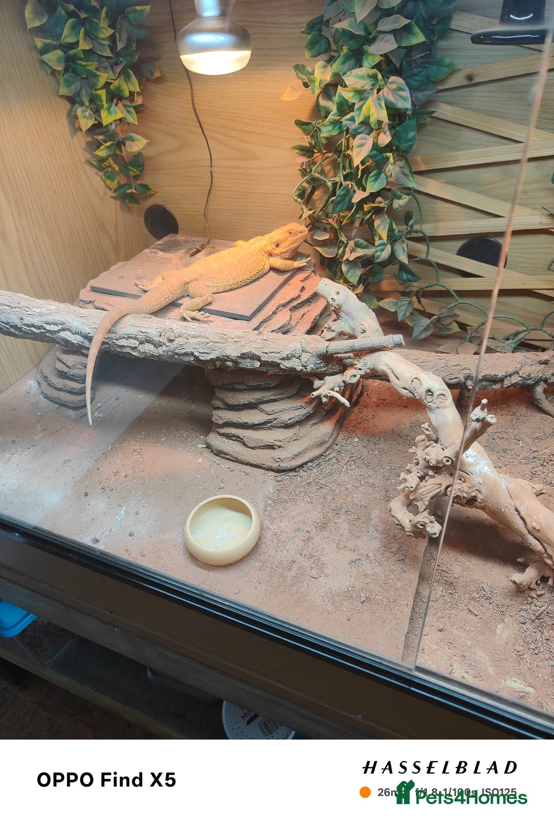 Bearded Dragon reptiles for sale: Male bearded dragon and full set up - Image 7