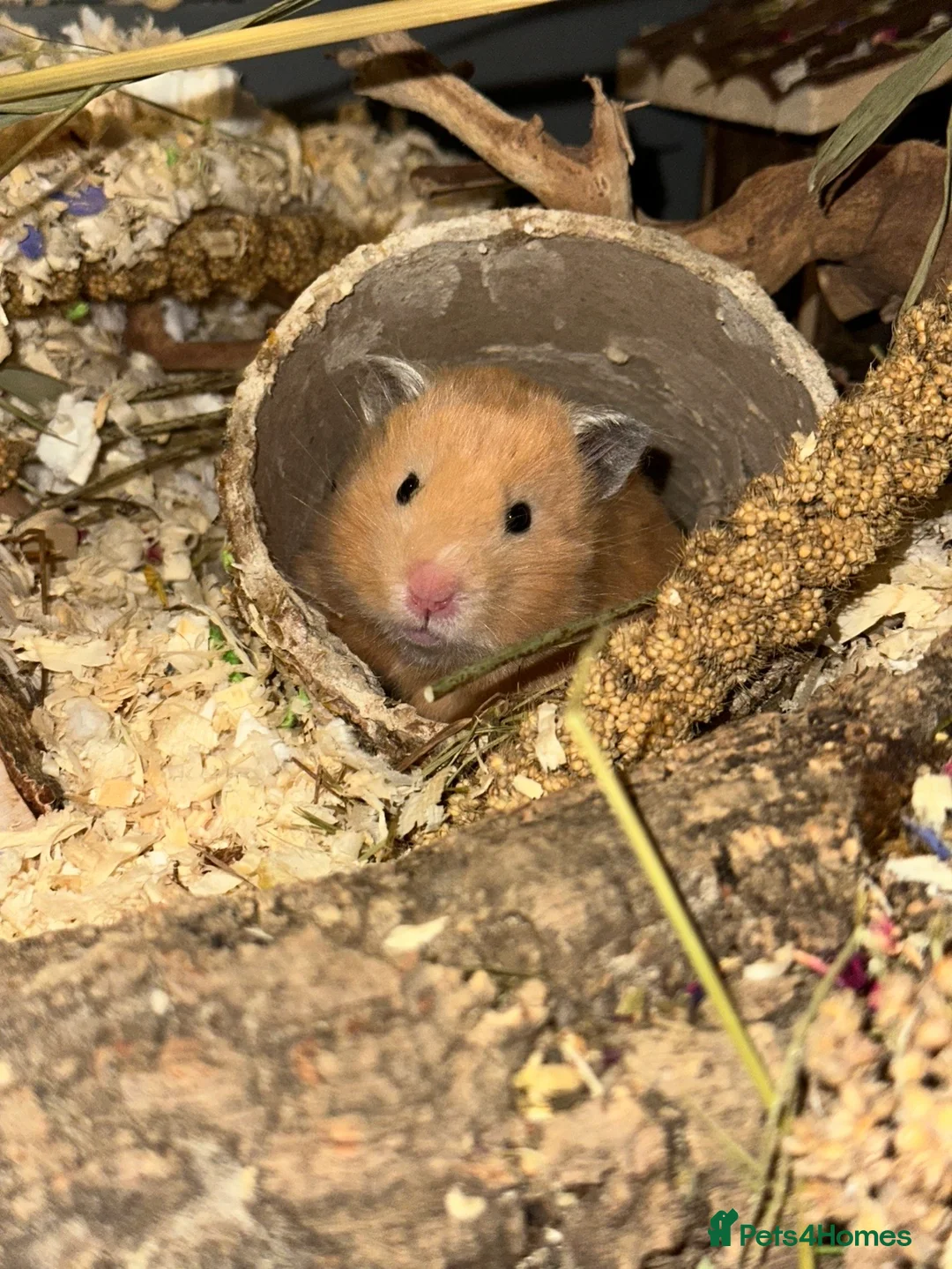 Hamster rodents for sale: Baby hamster  - Advert 2