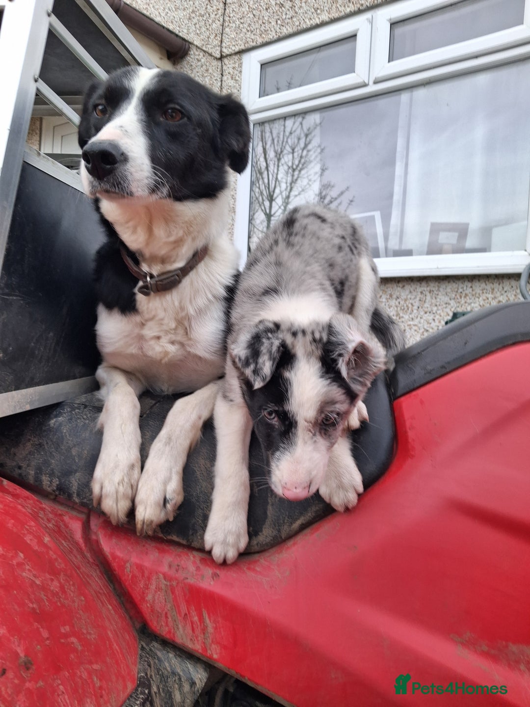 Border Collie dogs for sale: Working bloodline Blue merle pup - Advert 4