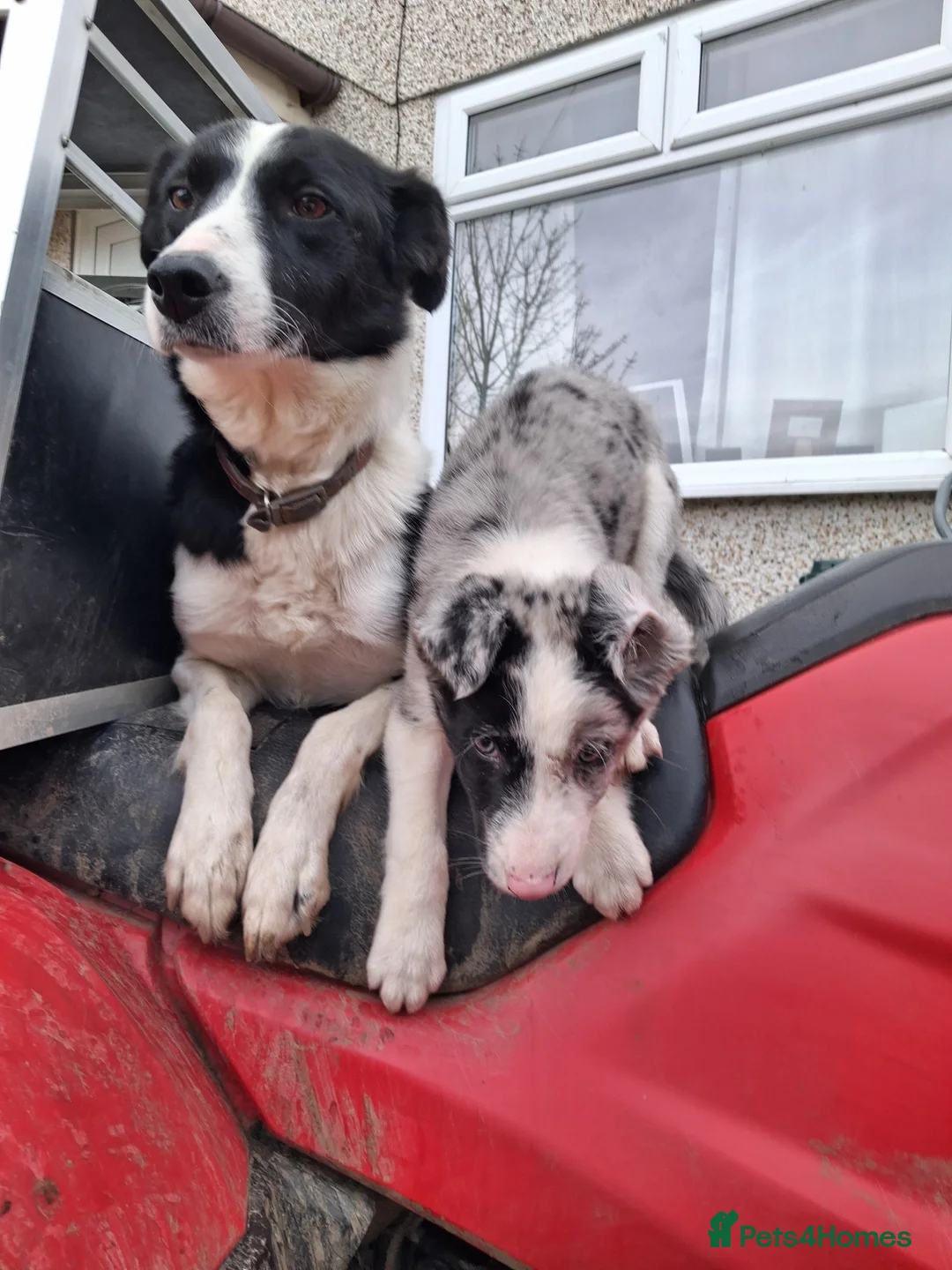 Border Collie dogs for sale: Working bloodline Blue merle pup - Advert 4