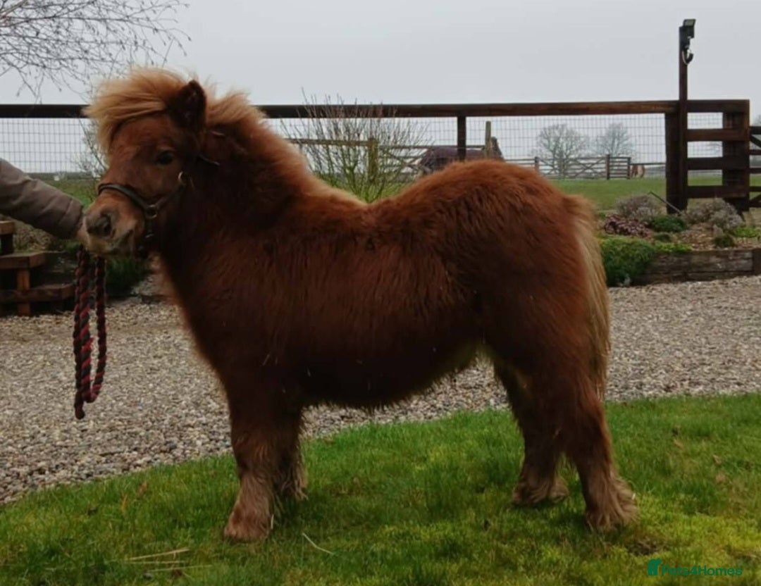 Shetland pony horses Registered miniature Shetland yearling filly  - Advert 2