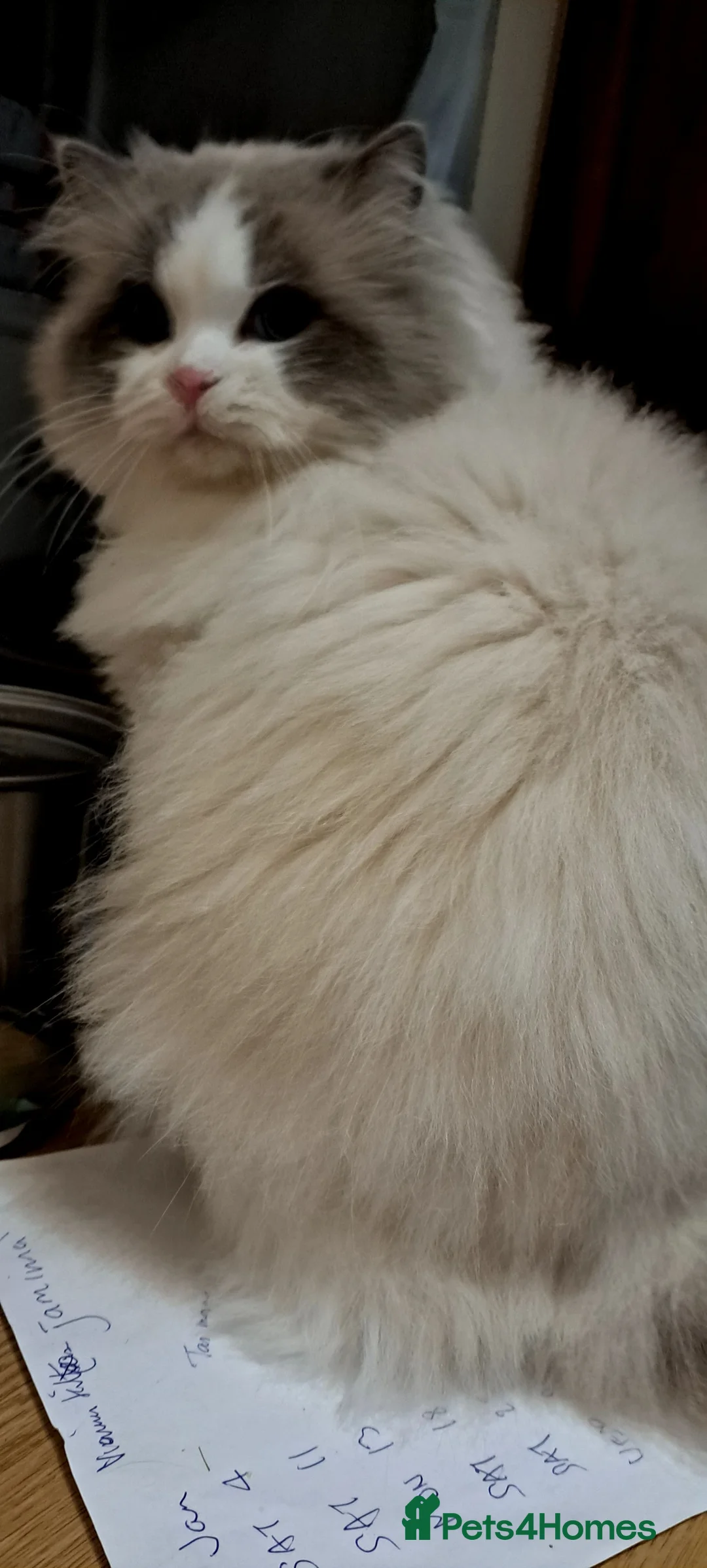 Ragdoll cats for stud: WCF/GCCF Blue Bicolour Ragdoll available for stud in Manchester - Advert 9