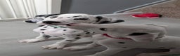 Dalmatian dogs for sale: Dalmatian puppies ready advert fully - Advert 20