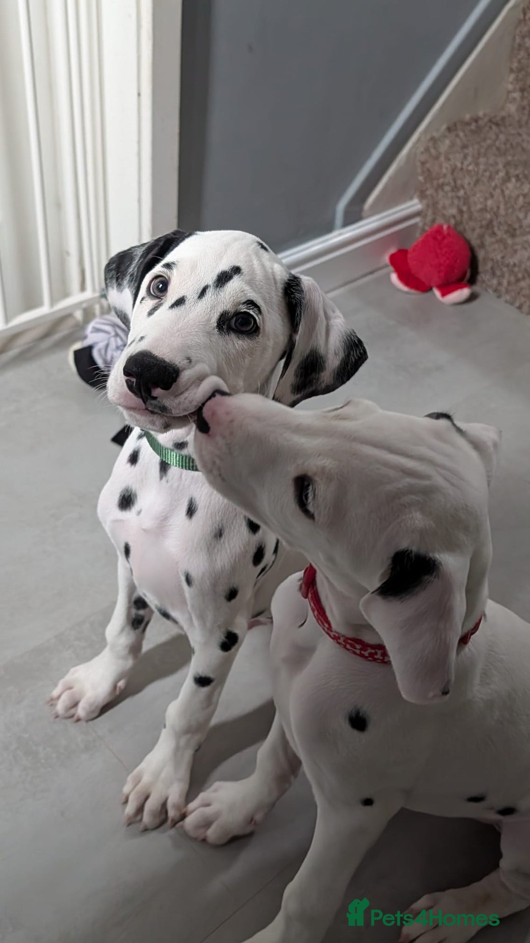 Dalmatian dogs for sale: Dalmatian puppies ready advert fully - Advert 20