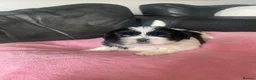 Shih Tzu dogs for sale: Pure breed Shih Tzu - Advert 9