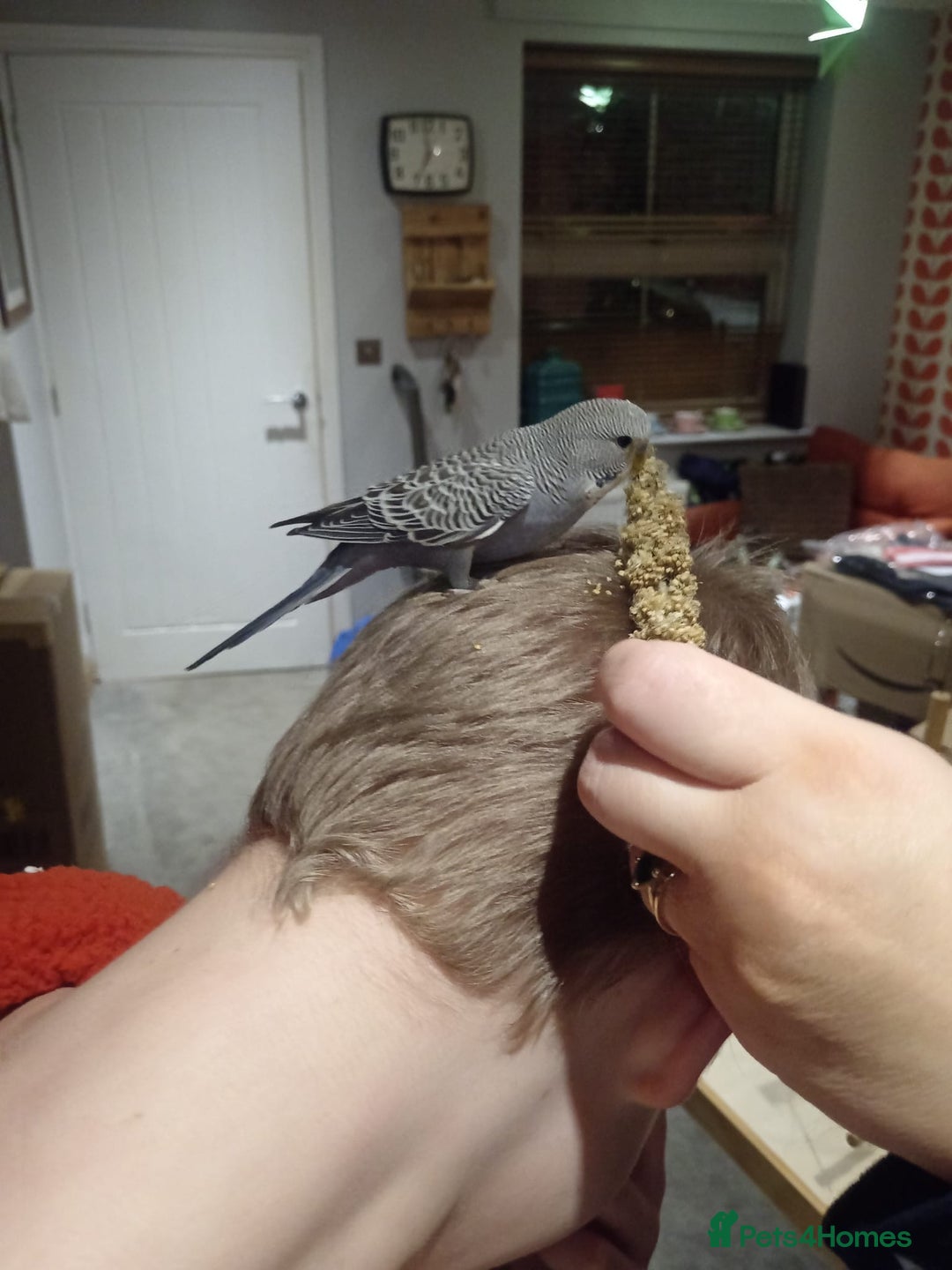 Budgerigars birds for sale: Beautiful Bob the budgie - Advert 3