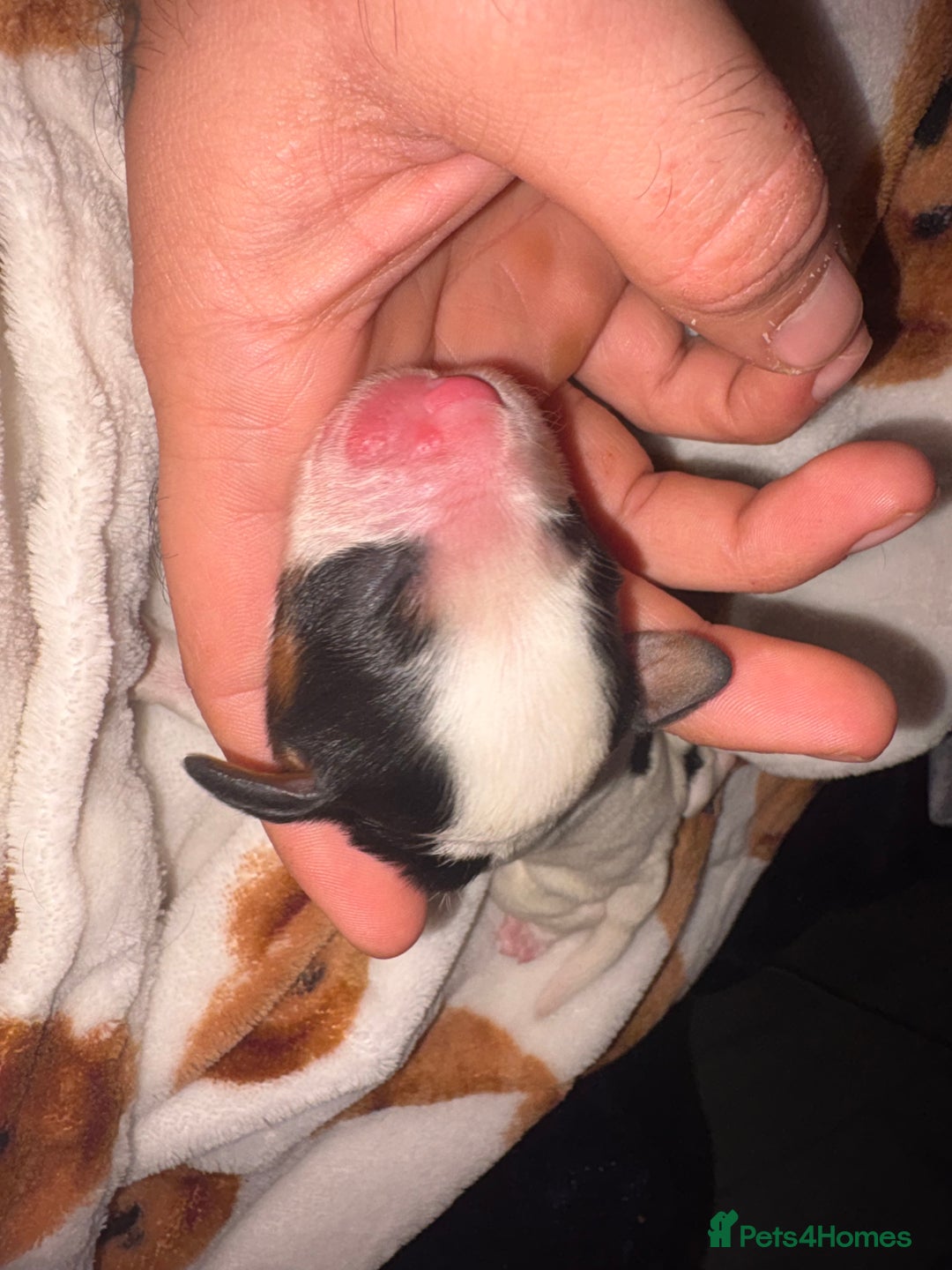 Mixed Breed dogs for sale: ❣️ beautiful Puppie’s ❣️ - Image 5