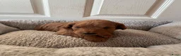 Cockapoo dogs for sale: Beautiful Cockapoo Puppies  - Advert 13