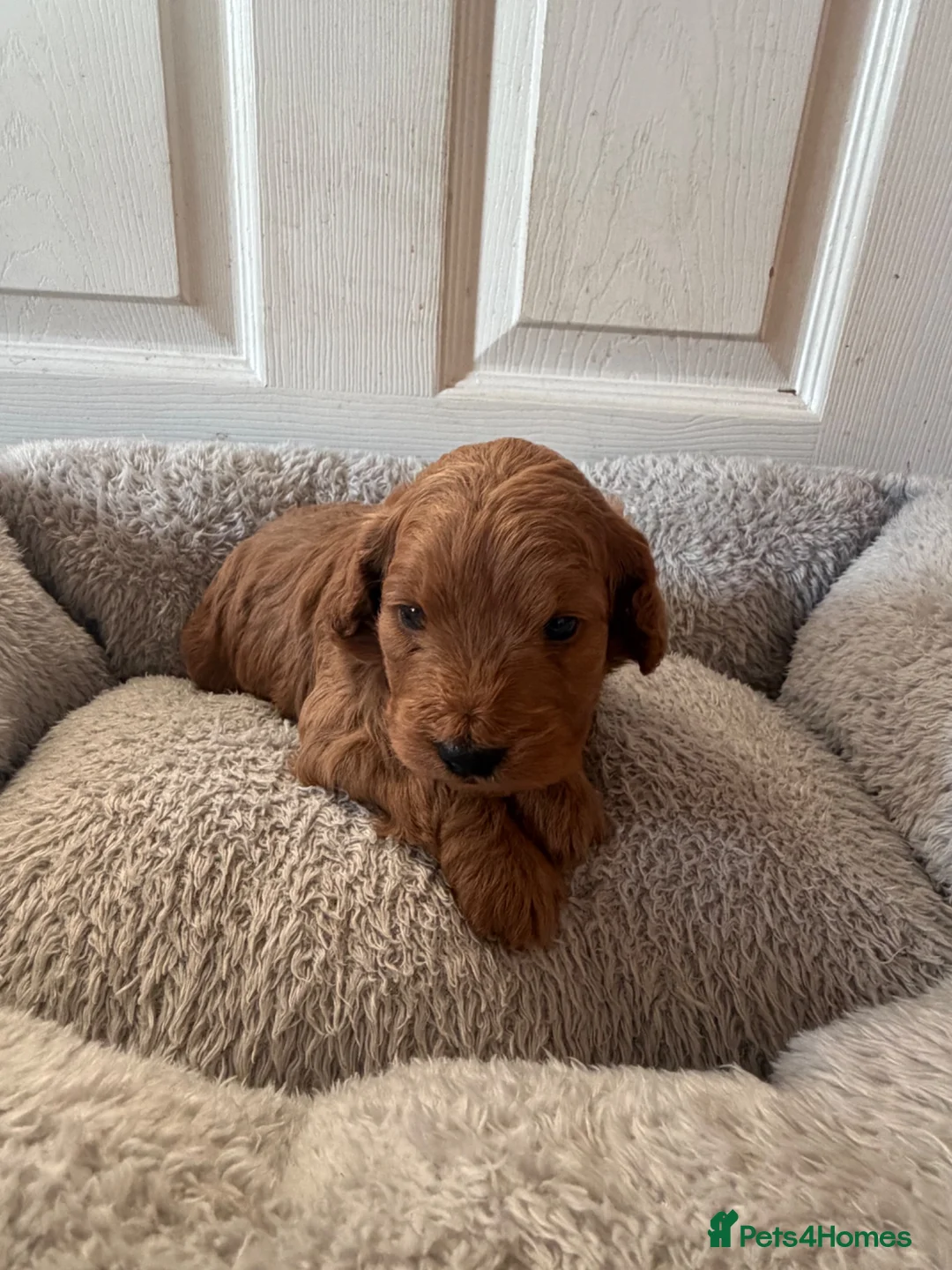 Cockapoo dogs for sale: Beautiful Cockapoo Puppies  - Advert 13