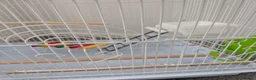 Mixed Breed birds for sale: Bird cage for sale. XXL BRAND NEW accessories Inc. in Dartford - Advert 9