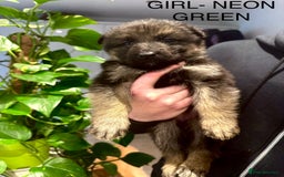 German Shepherd dogs for sale: Adorable German Shepherd Pups - Advert 20