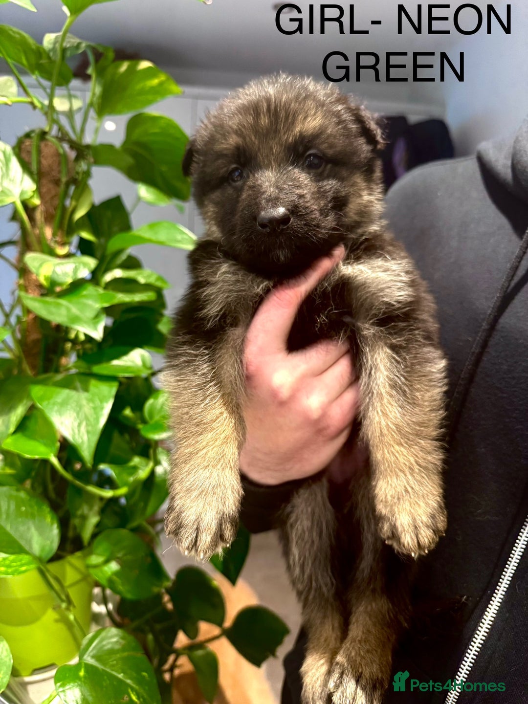 German Shepherd dogs for sale: Adorable German Shepherd Pups - Advert 20