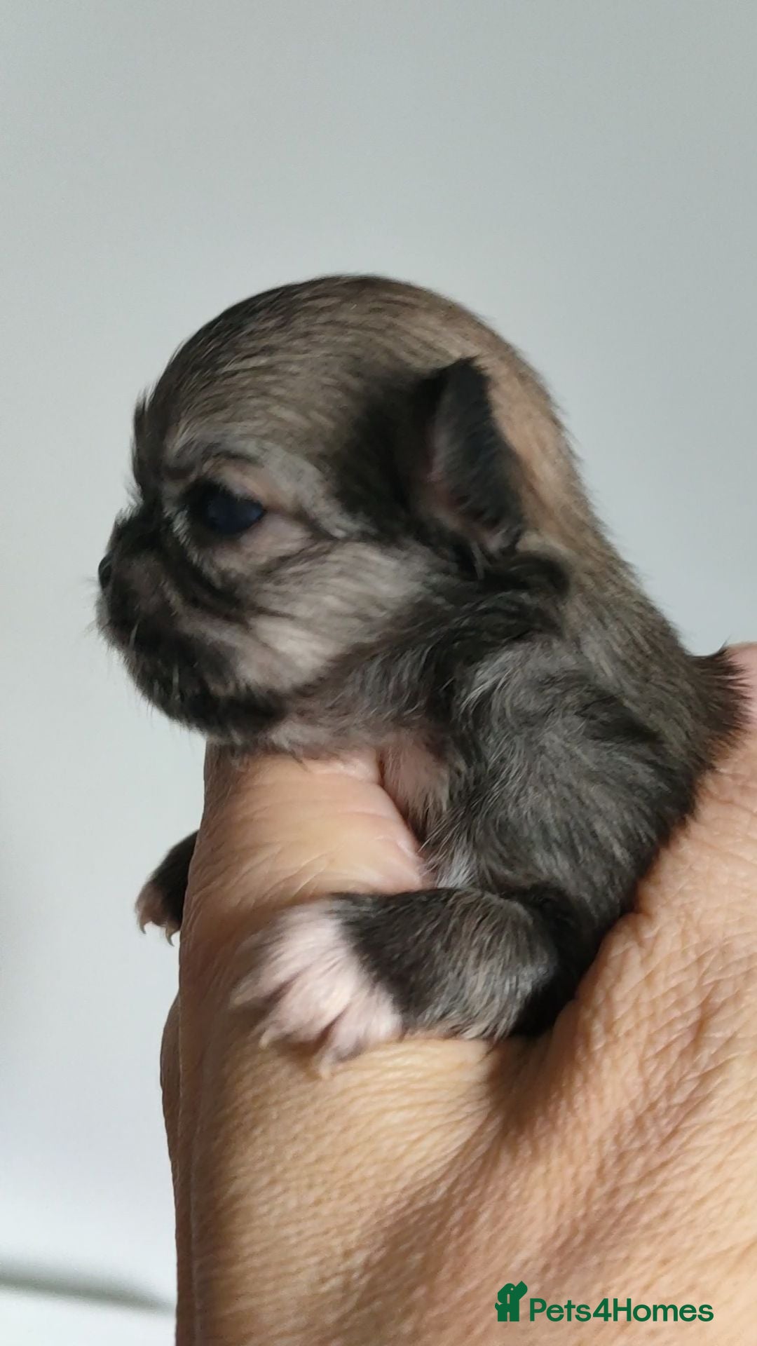 Chihuahua dogs Stunning long coat chihuahua puppies  - Advert 2