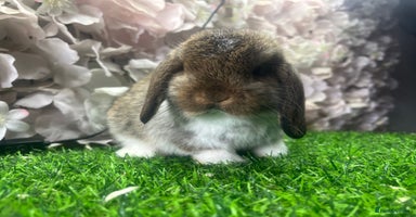 Mini Lop rabbits - Advert 4