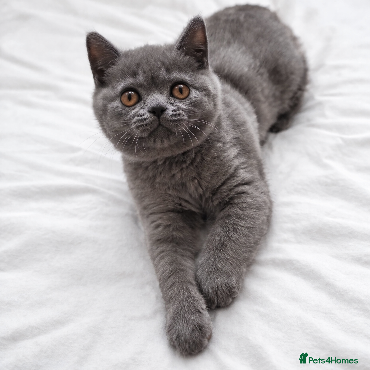 British Shorthair cats 9 Wks Old British Shorthair Male Kitten (1 LEFT) - Advert 2