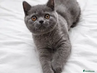 British Shorthair cats 9 Wks Old British Shorthair Male Kitten (1 LEFT) - Advert 13