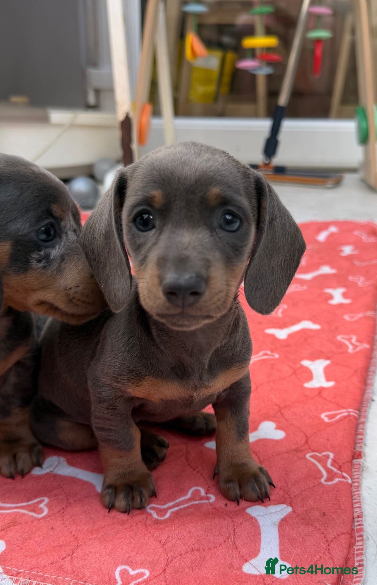 Dachshund dogs Miniature Dachshund - Advert 2