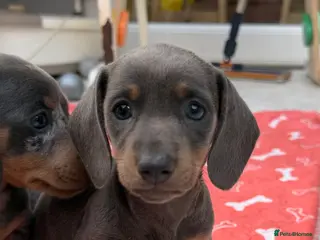 Dachshund dogs Miniature Dachshund - Advert 2