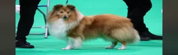 Shetland Sheepdog dogs for sale: Shetland sheepdog female looking for forever home - Advert 10