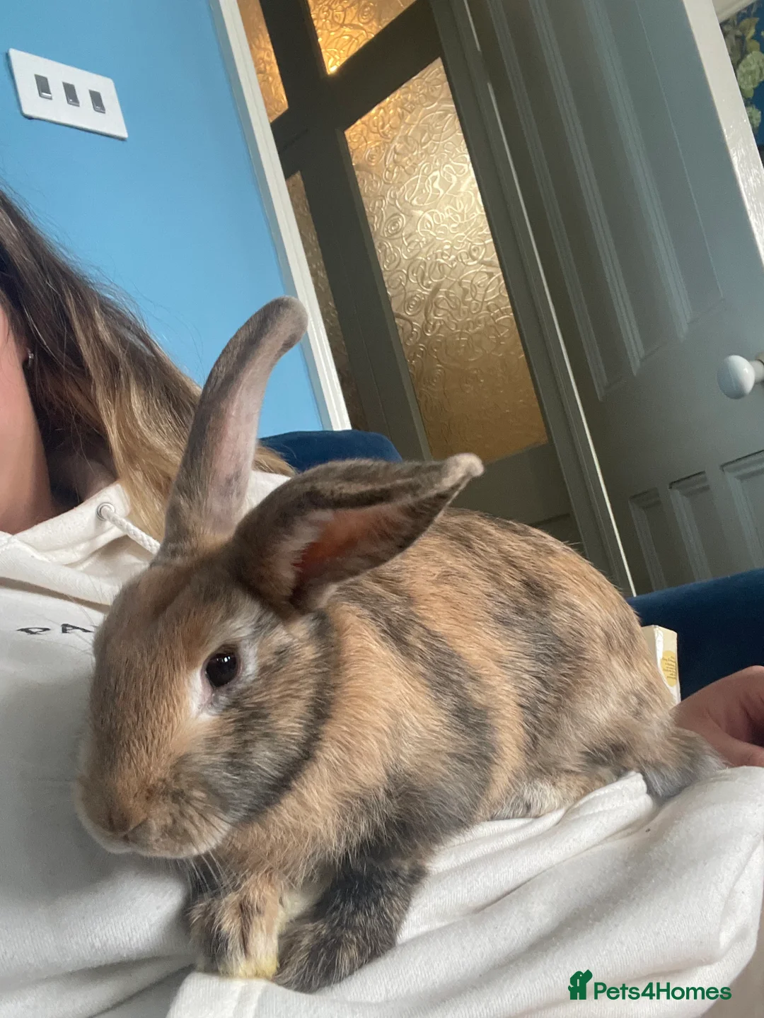 Rex rabbits for sale: 3 Bonded female rabbits  - Advert 4