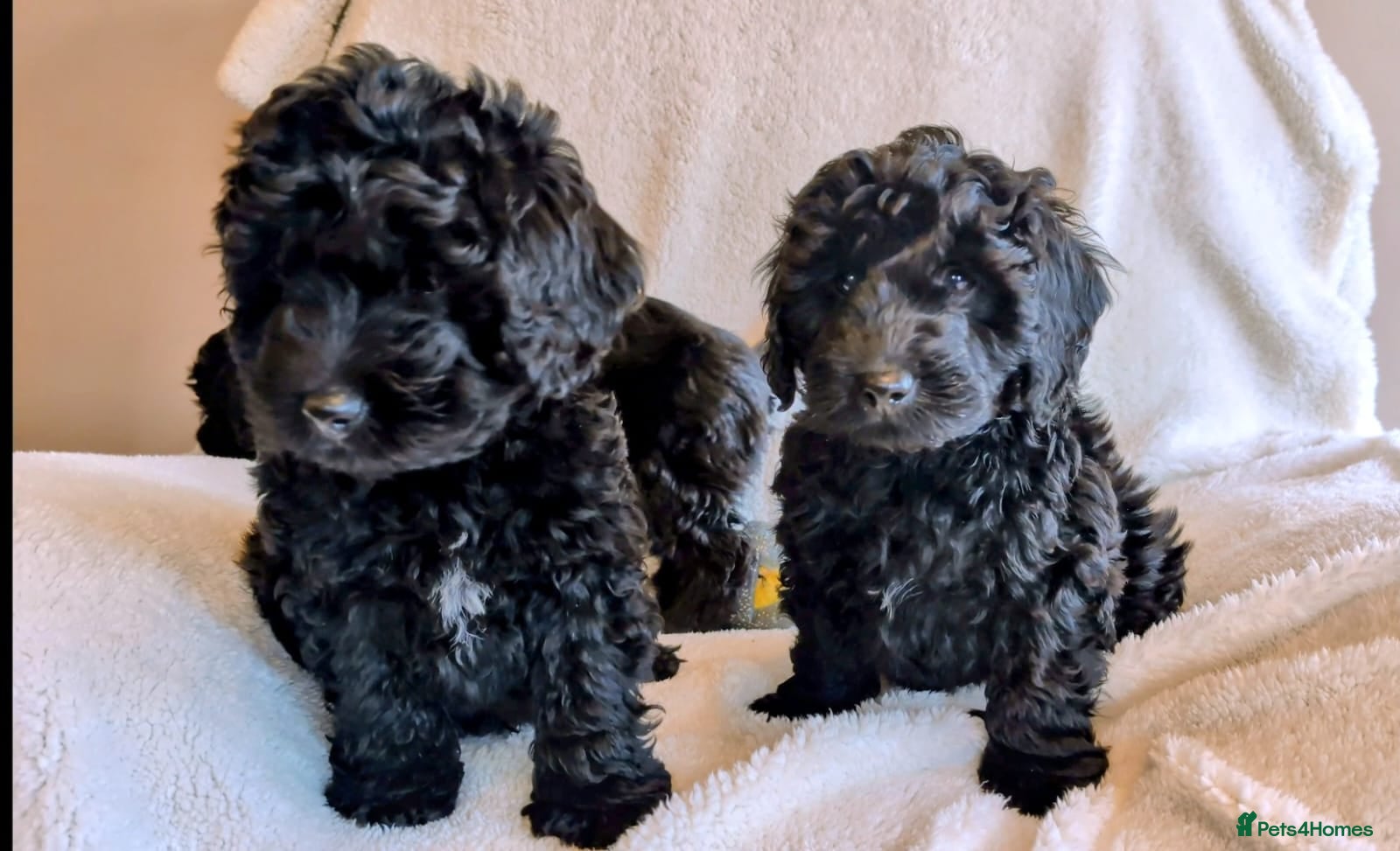 Labradoodle dogs Ready Labradoodles No Deposit required. - Advert 1