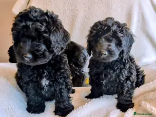 Labradoodle dogs Ready Labradoodles Decreased price. - Advert 4