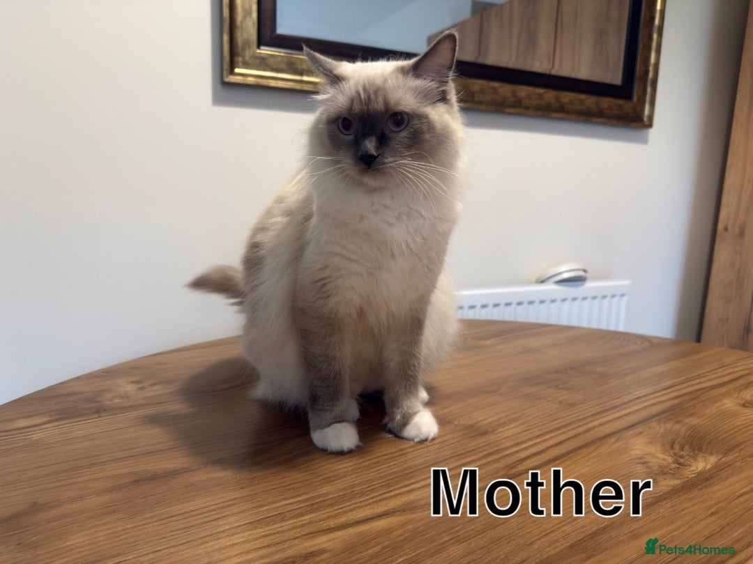 Ragdoll cats for sale: 6 Gorgeous Full Breed Ragdoll Kittens Ready to Go! - Advert 12