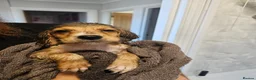 Mixed Breed dogs for sale: Mixed breed puppies for sale - Advert 6