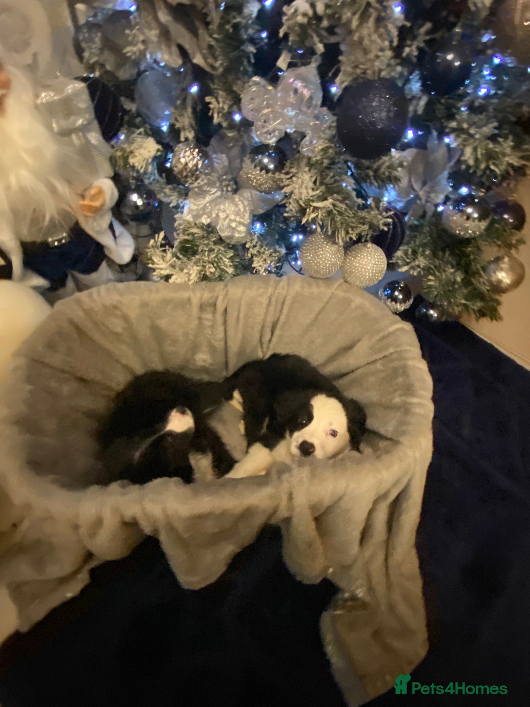 Border Collie dogs for sale: Border collie puppies  - Advert 6