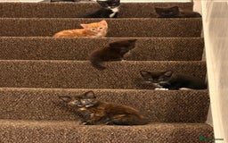 Mixed Breed cats for sale: 6 beautiful kitten for sale - Image 2