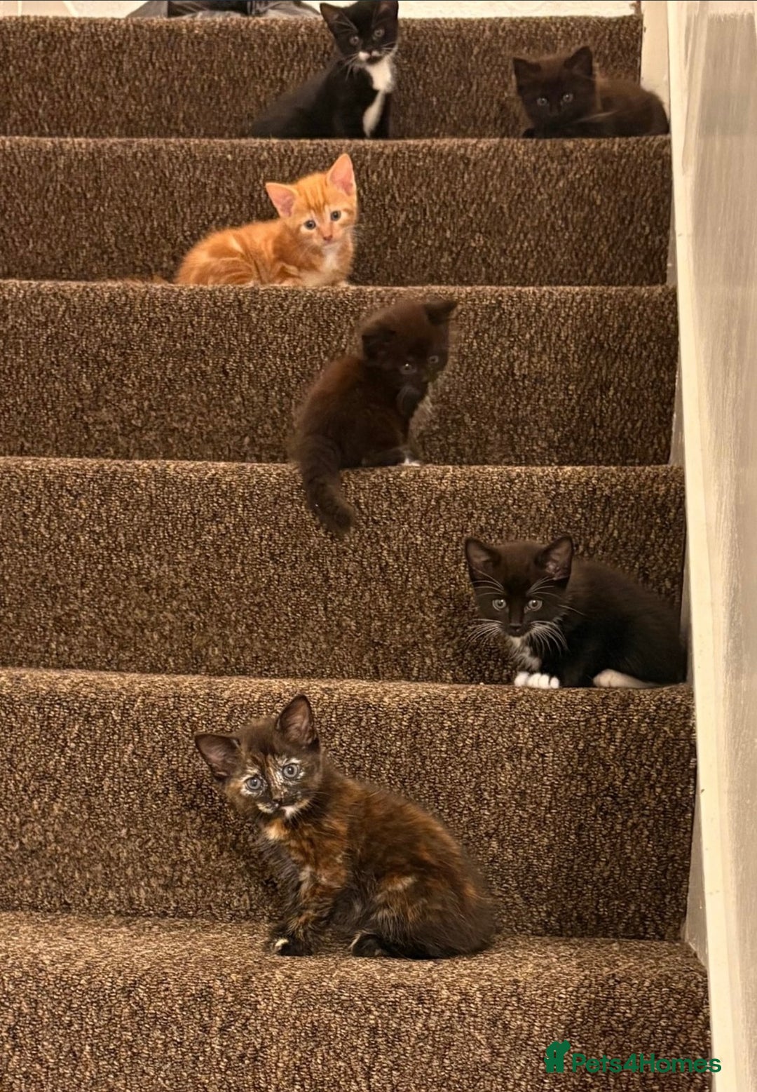 Mixed Breed cats for sale: 6 beautiful kitten for sale - Image 2