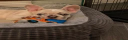 French Bulldog dogs for sale: French bulldog puppies are ready for a new home  - Advert 12