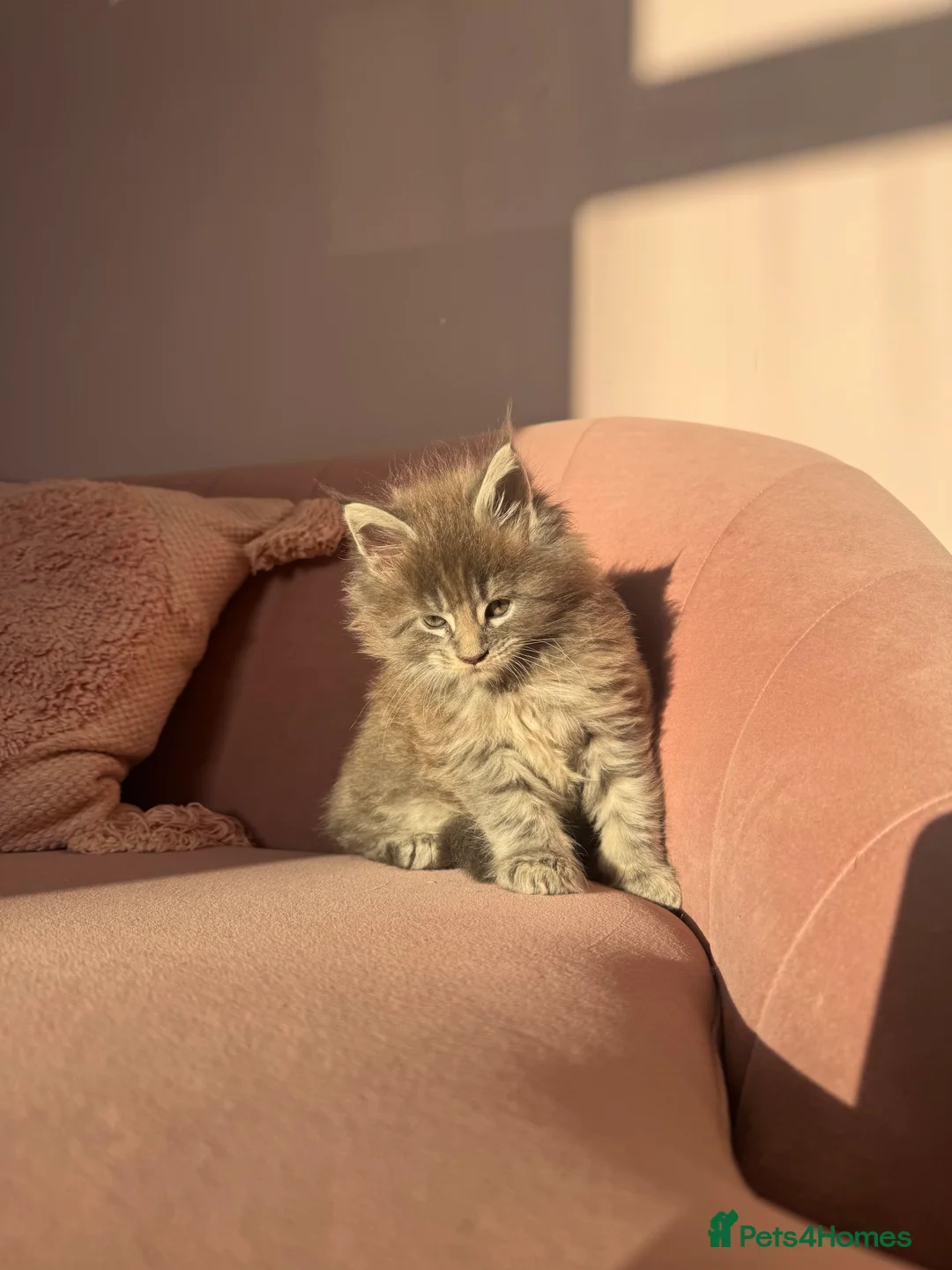 Maine Coon cats for sale: Maine Coon TICA registered✨ - Advert 9