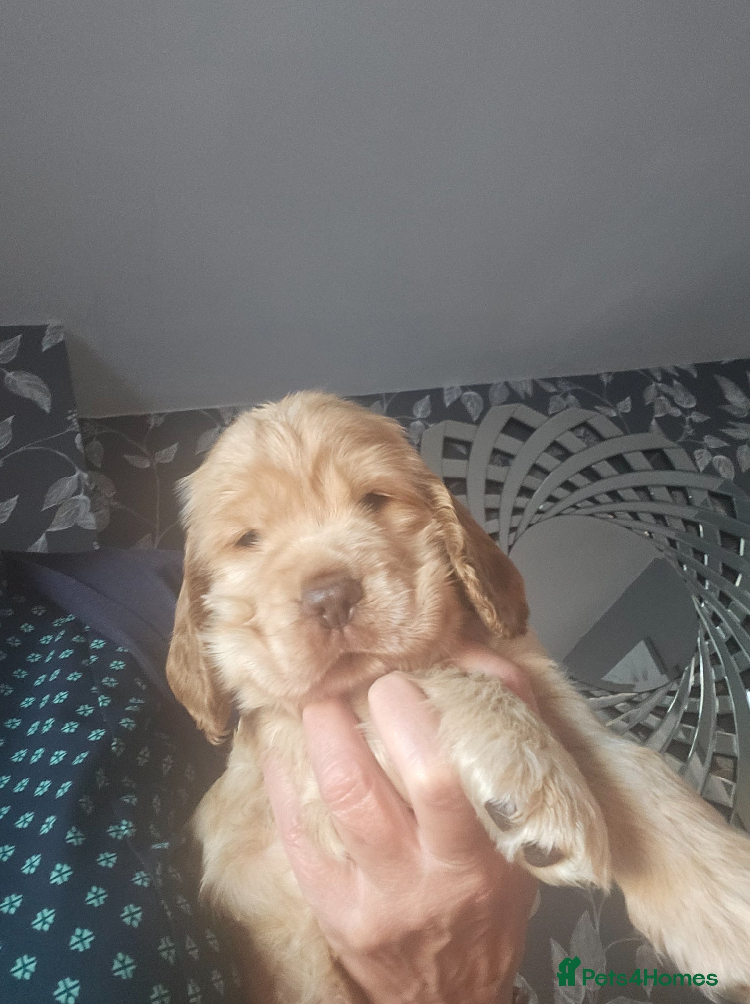 Cocker Spaniel dogs LAST LITTLE SHOW COCKER. - Advert 17