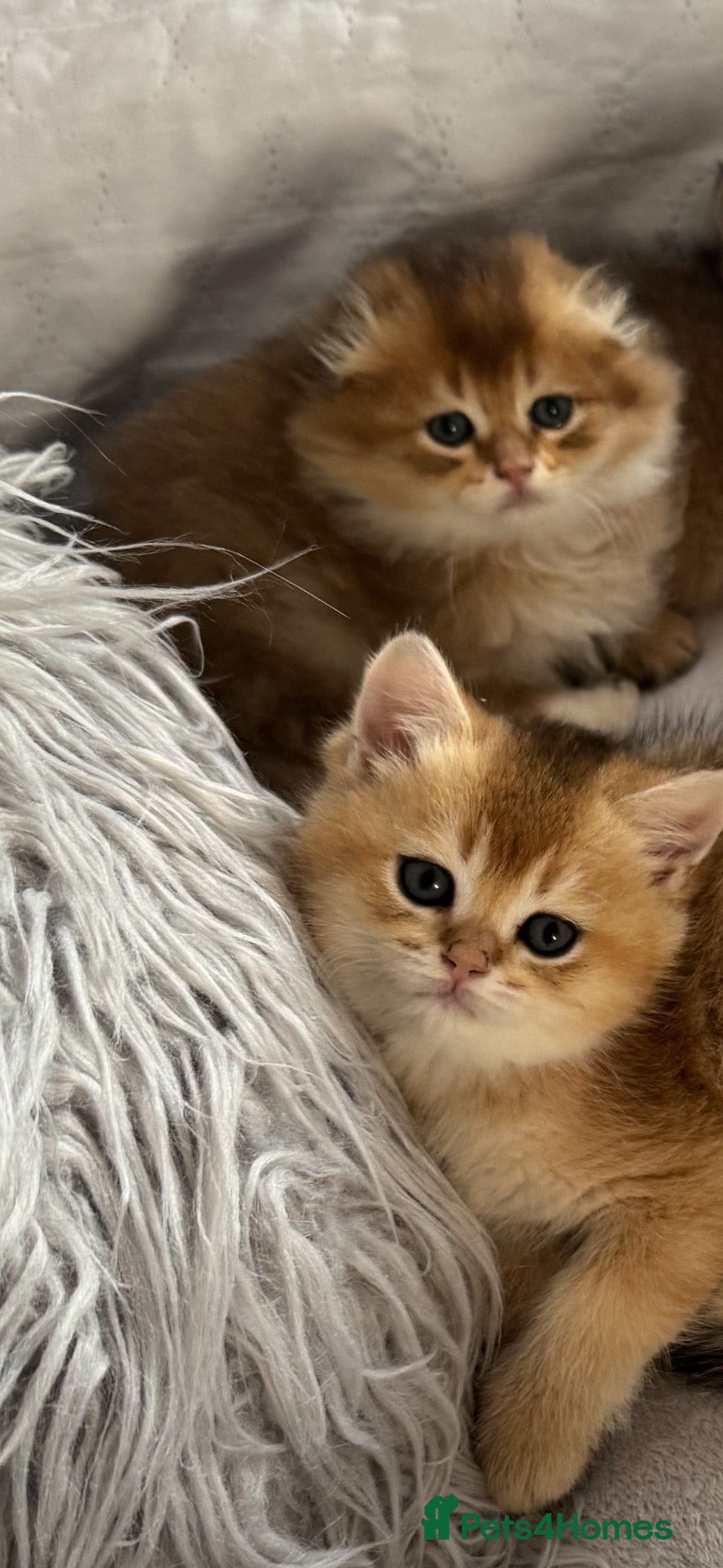 Scottish Fold cats for sale: Scottish pedigree golden kittens - Advert 8