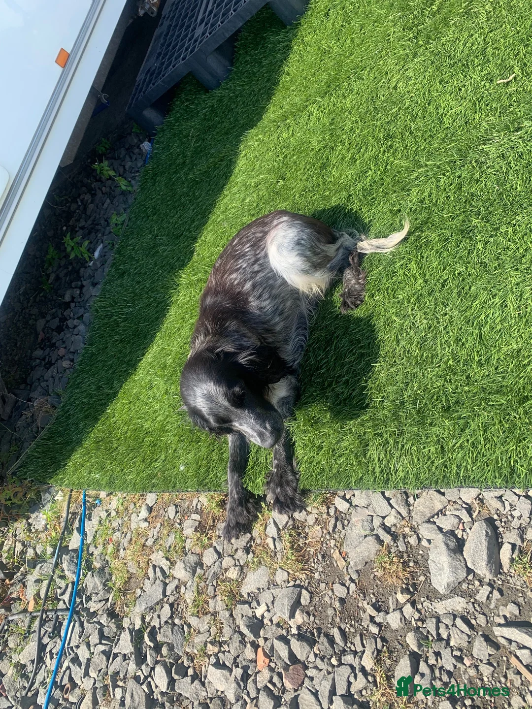 Cocker Spaniel dogs for sale: Cocker spaniel puppy’s - Advert 7